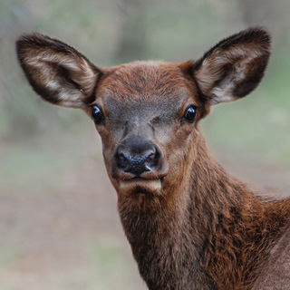 Grand Canyon - Elk
